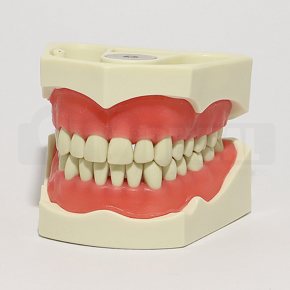 ADC Model 32 Teeth Soft Gingivae and Magnetic