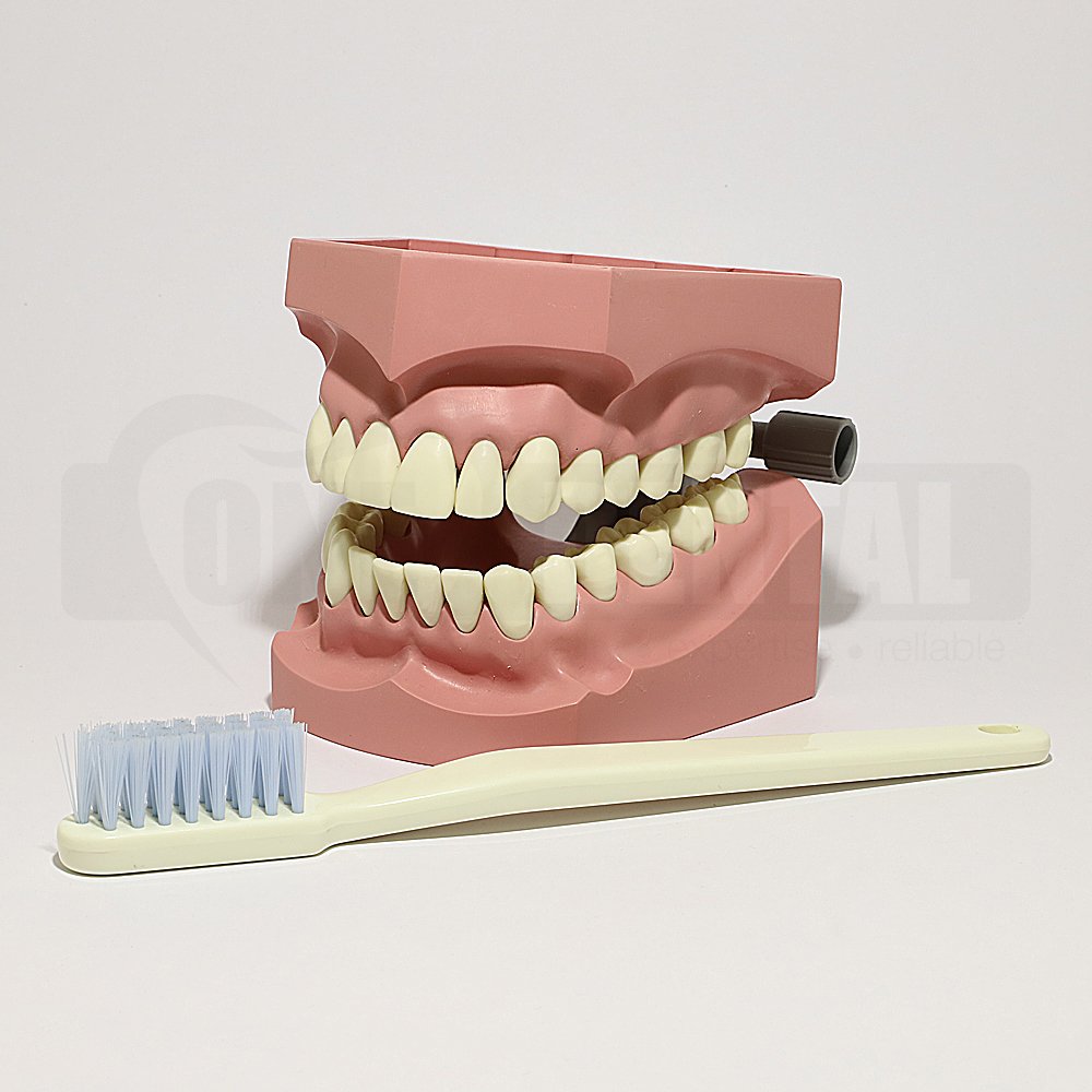 Large Brushing/Floss Model + toothbrush