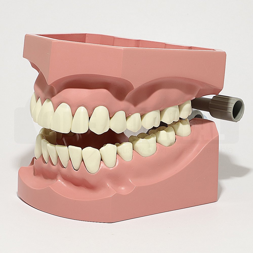 Large Model with removable 32 teeth