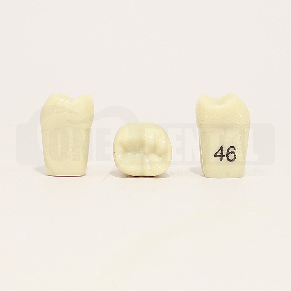 Tooth 46 for 1971 Paedo Model