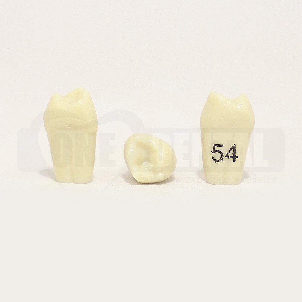 Tooth 54 for 1971 Paedo Model