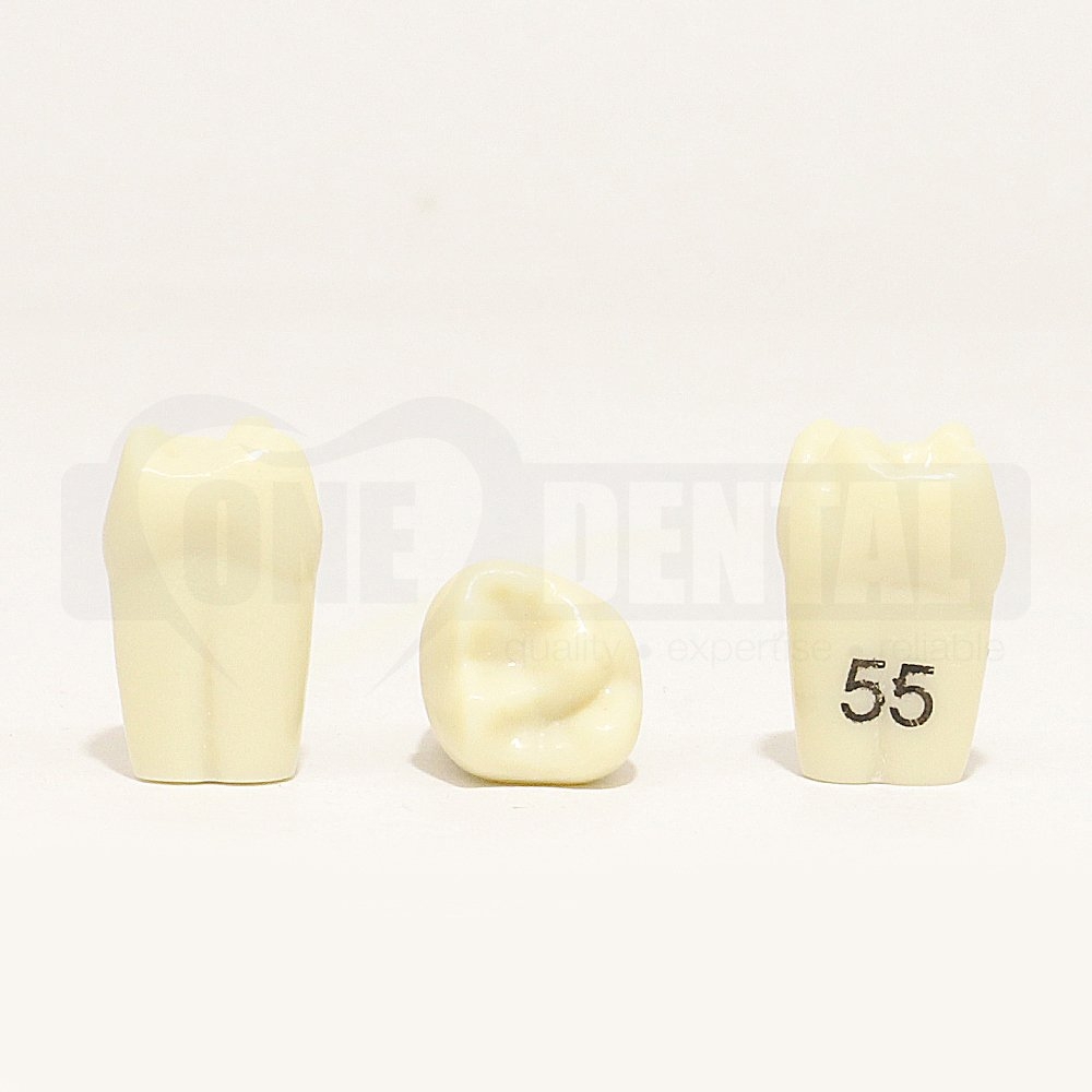 Tooth 55 for 1971 Paedo Model