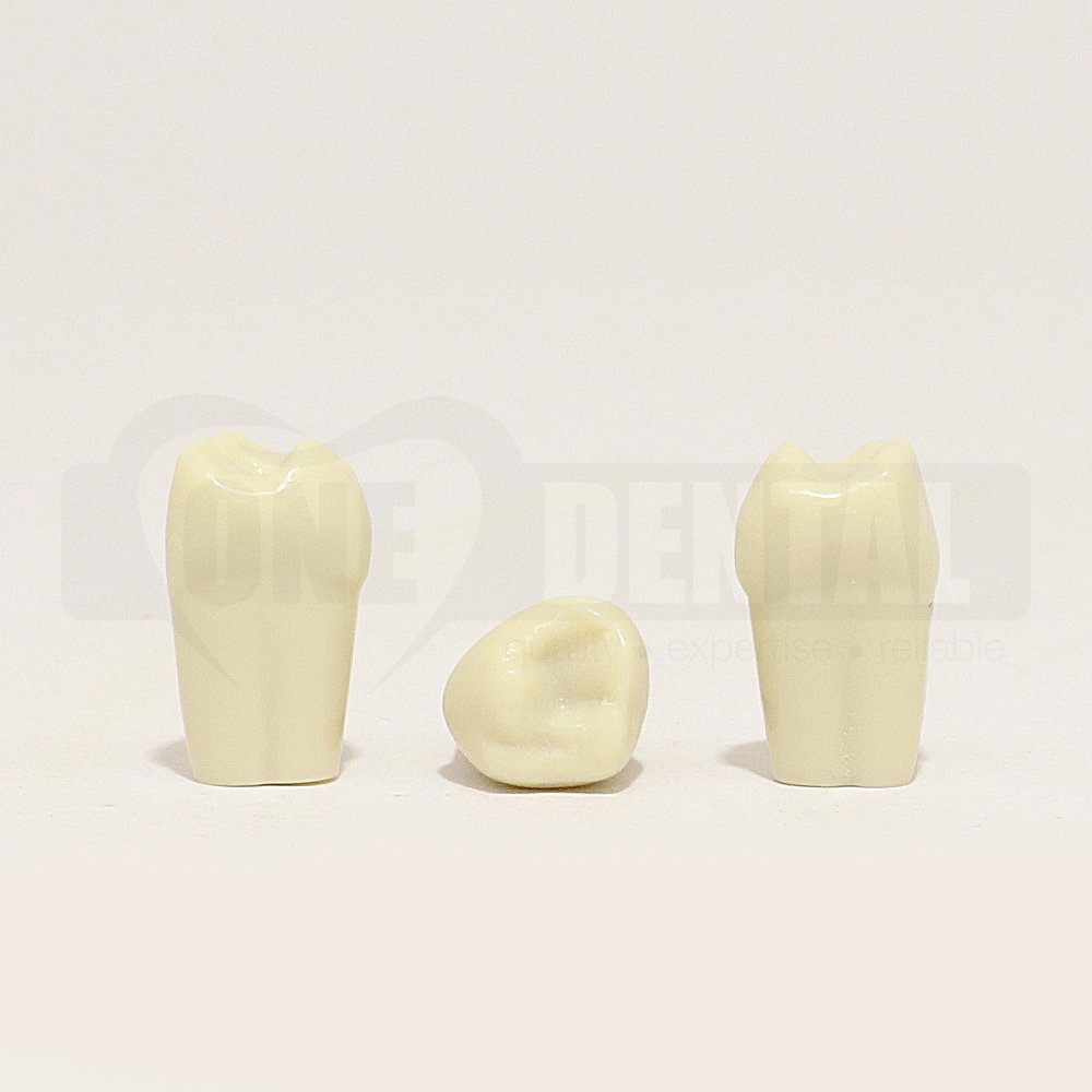 Tooth 64 for 1971 Paedo Model