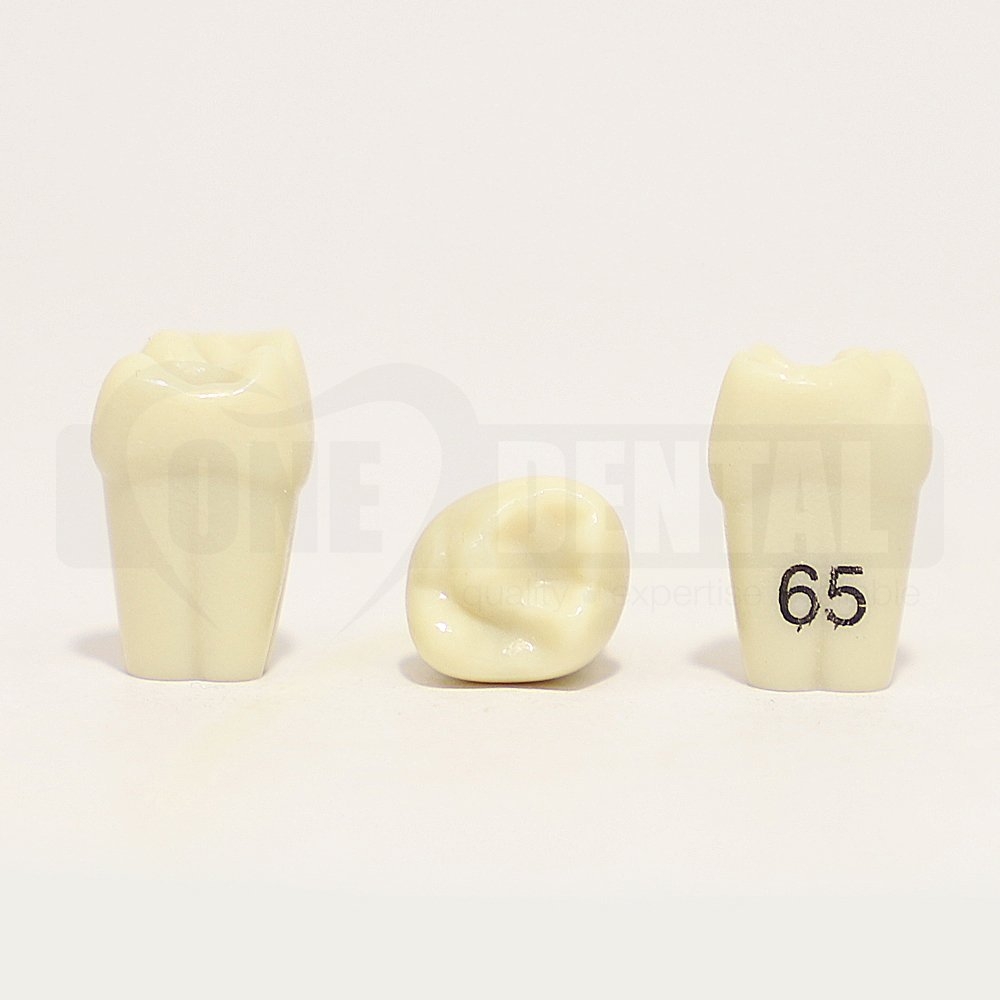 Tooth 65 for 1971 Paedo Model