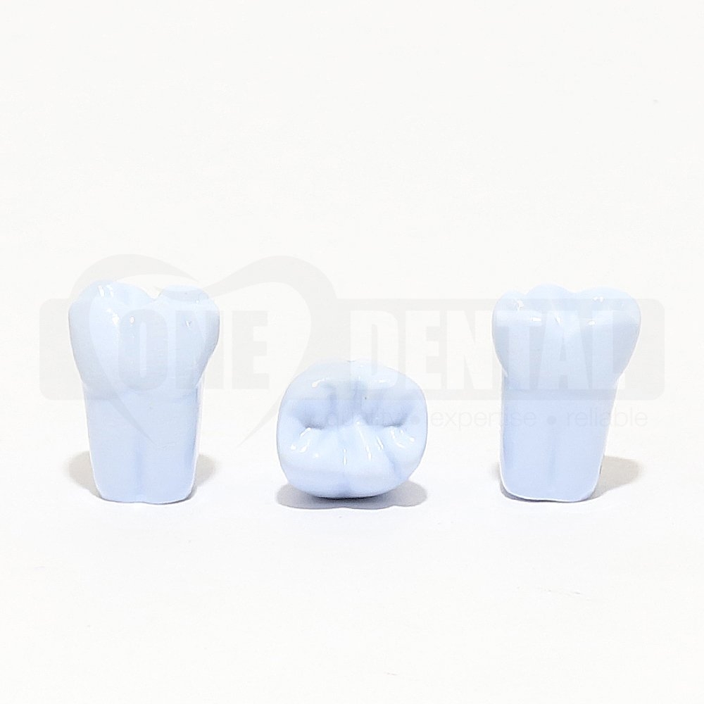 Tooth 36 Blue for 1971 Paedo Model