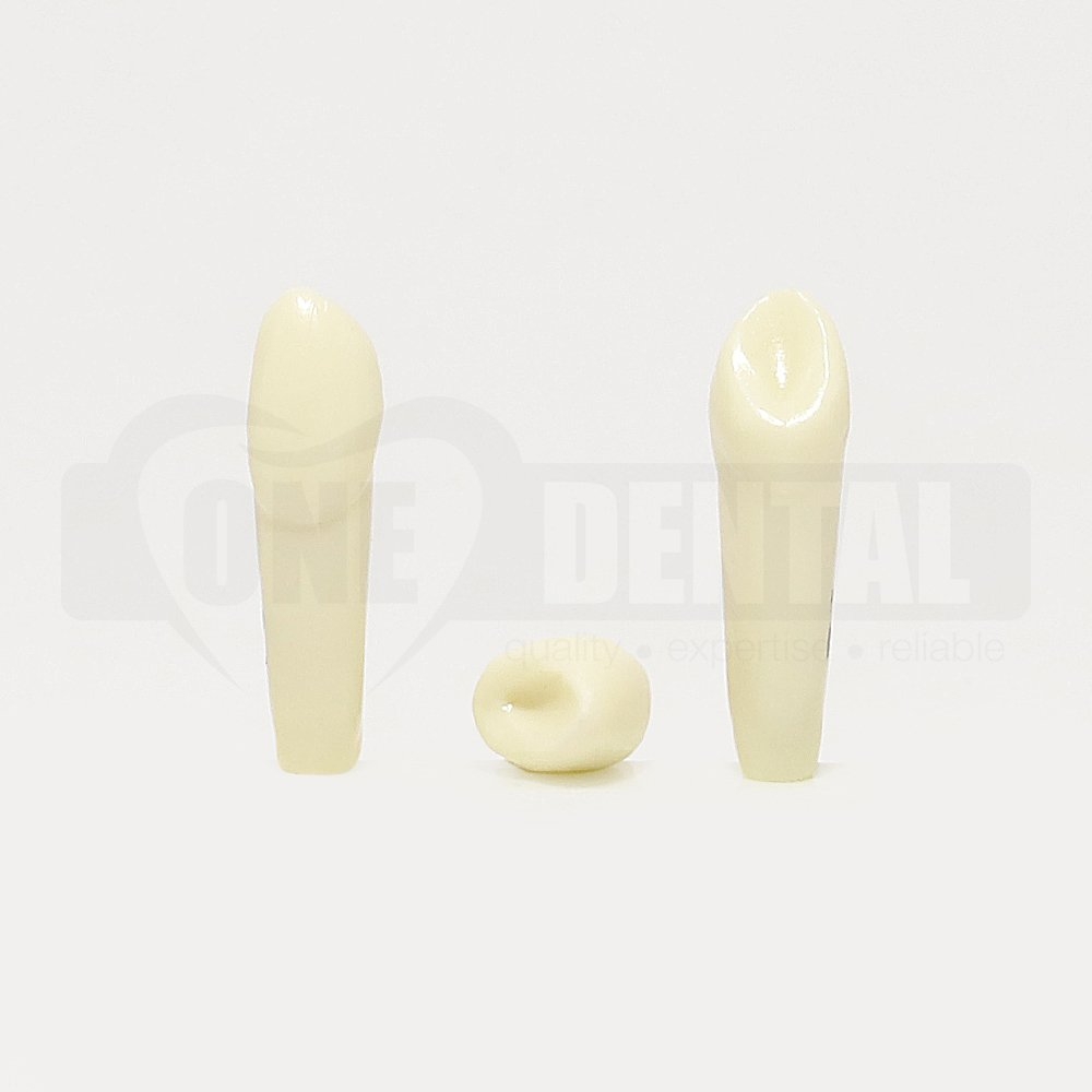 Prep Tooth 12 Peg Lateral GW for Paedo Model 1971