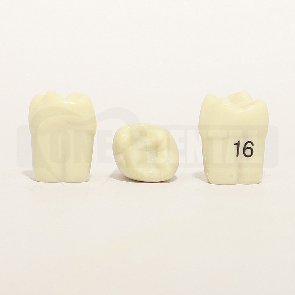 Tooth 16 for 1974 Paedo Model