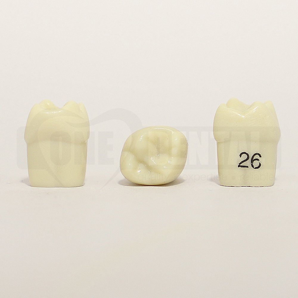 Tooth 26 for 1974 Paedo Model