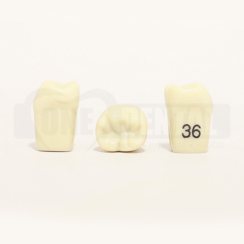 Tooth 36 for 1974 Paedo Model