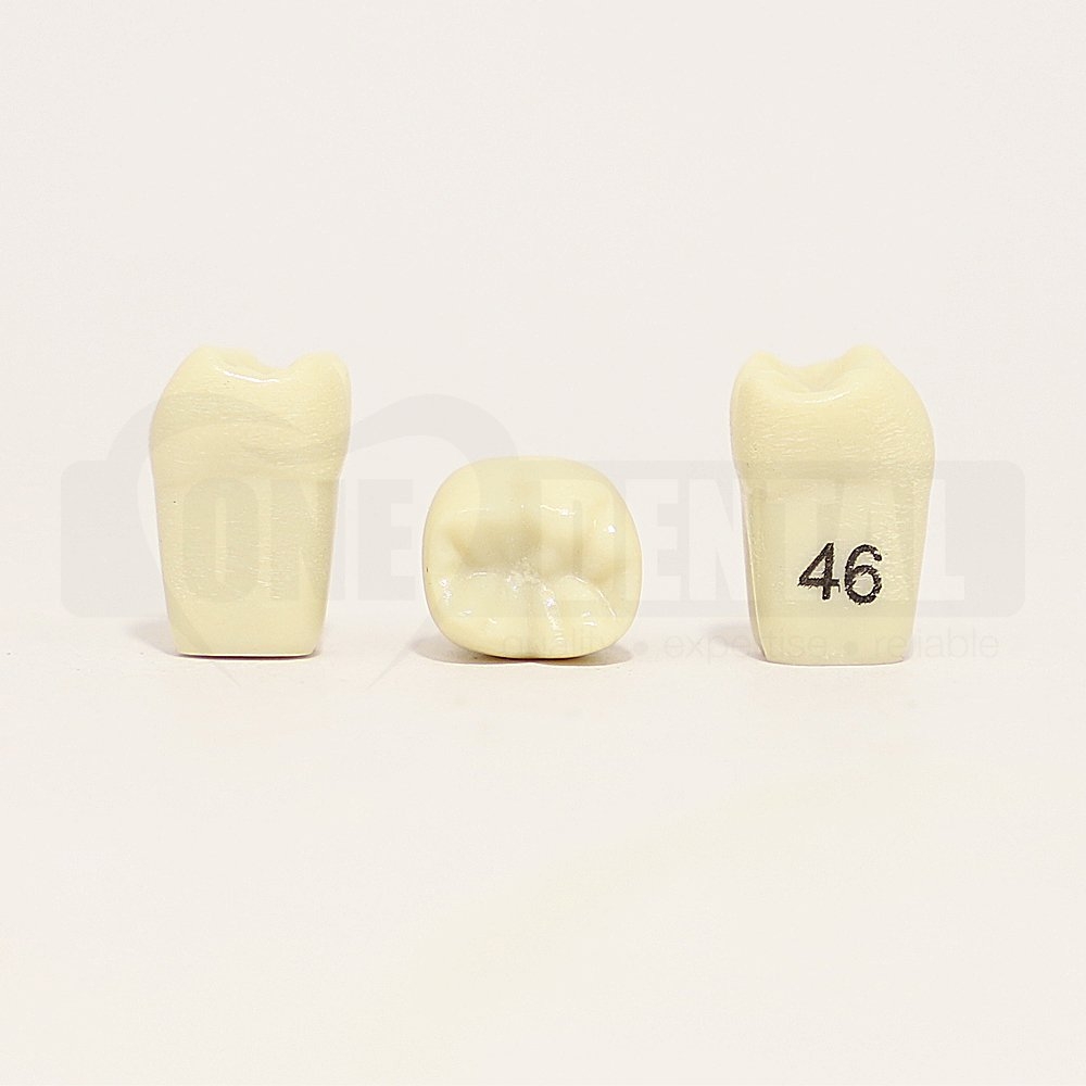 Tooth 46 for 1974 Paedo Model