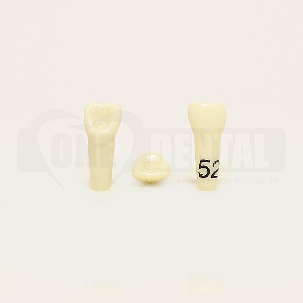 Tooth 52 for 1974 Paedo Model