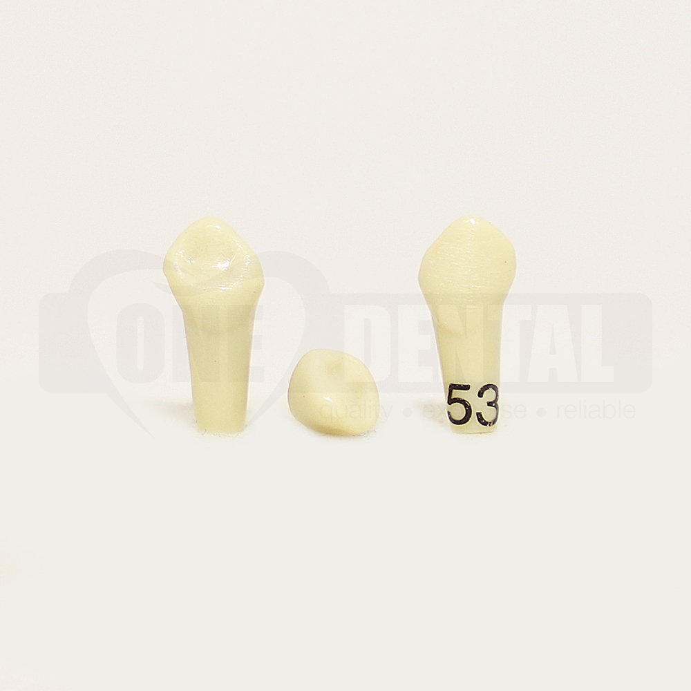 Tooth 53 for 1974 Paedo Model