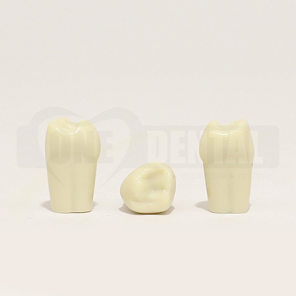 Tooth 64 for 1974 Paedo Model