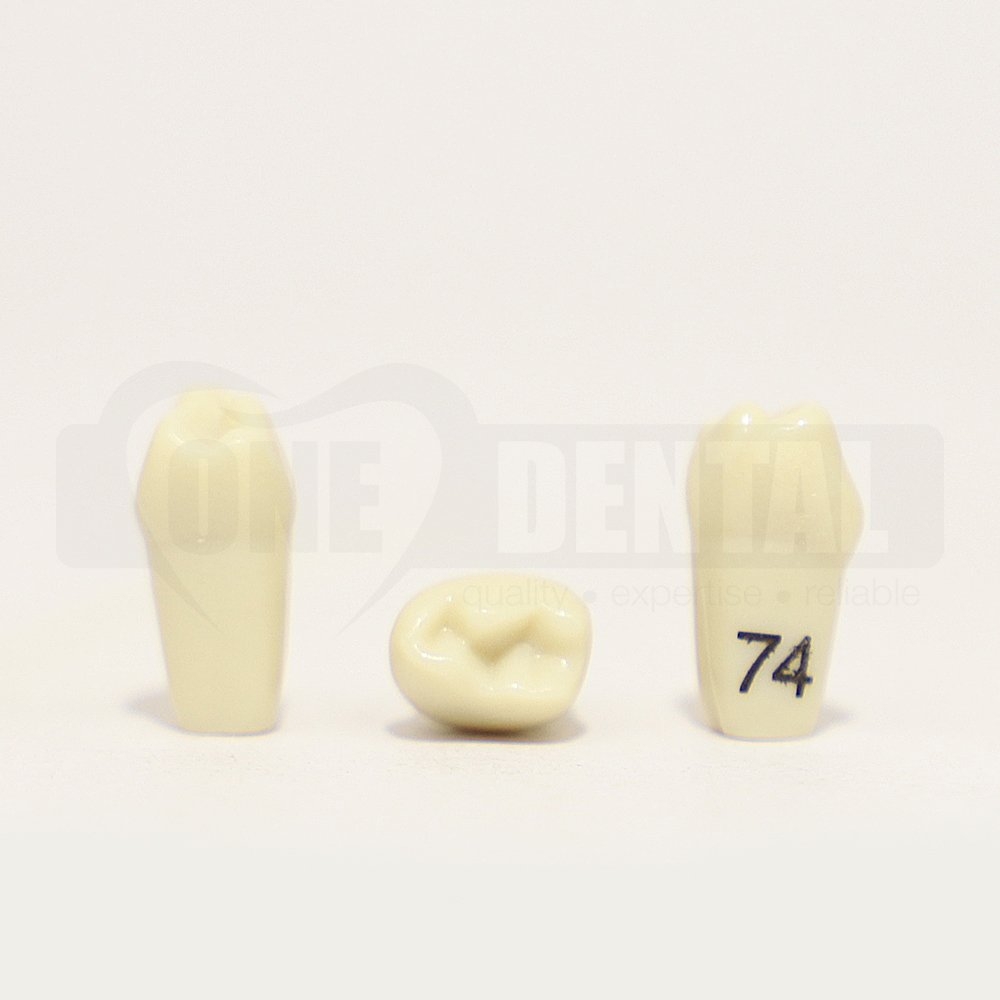 Tooth 74 for 1974 Paedo Model