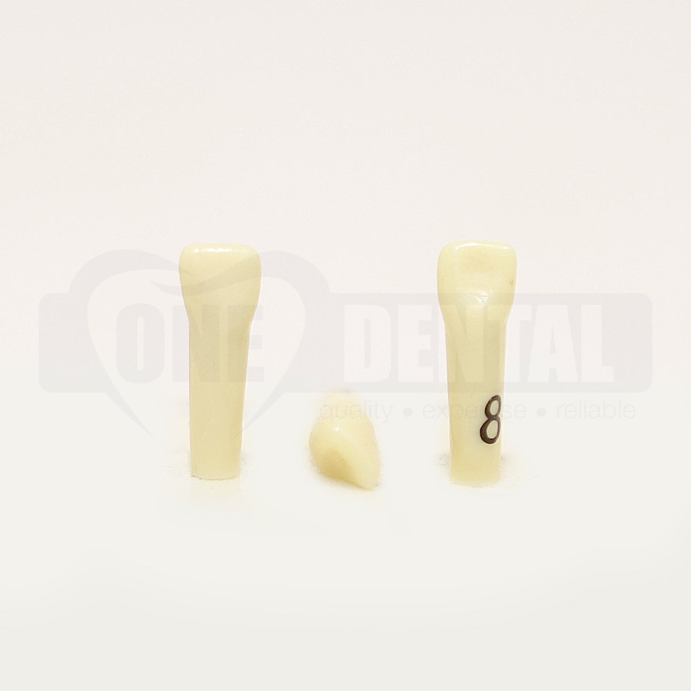 Tooth 81 for 1974 Paedo Model