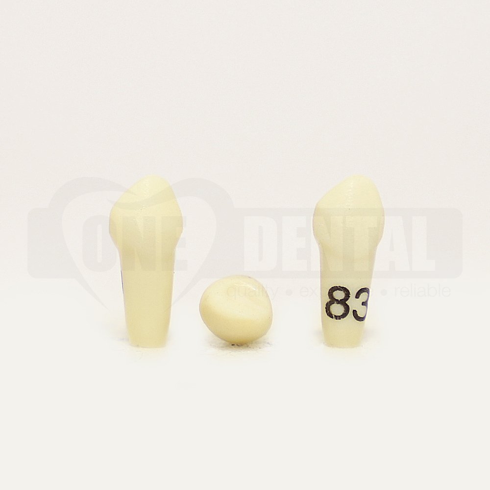Tooth 83 for 1974 Paedo Model