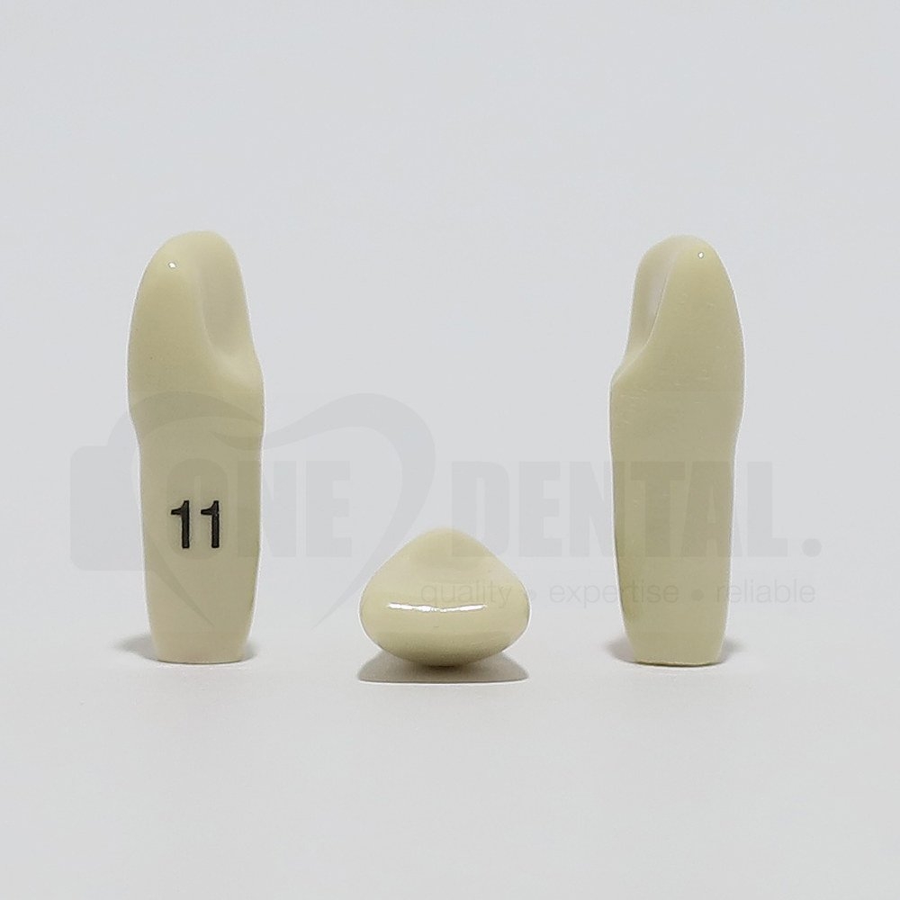 Tooth 11 for 2008 Adult Model