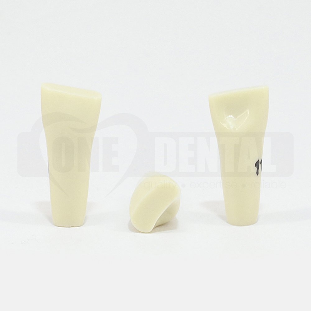 Prep Tooth 11 ET for 2008 Adult Model