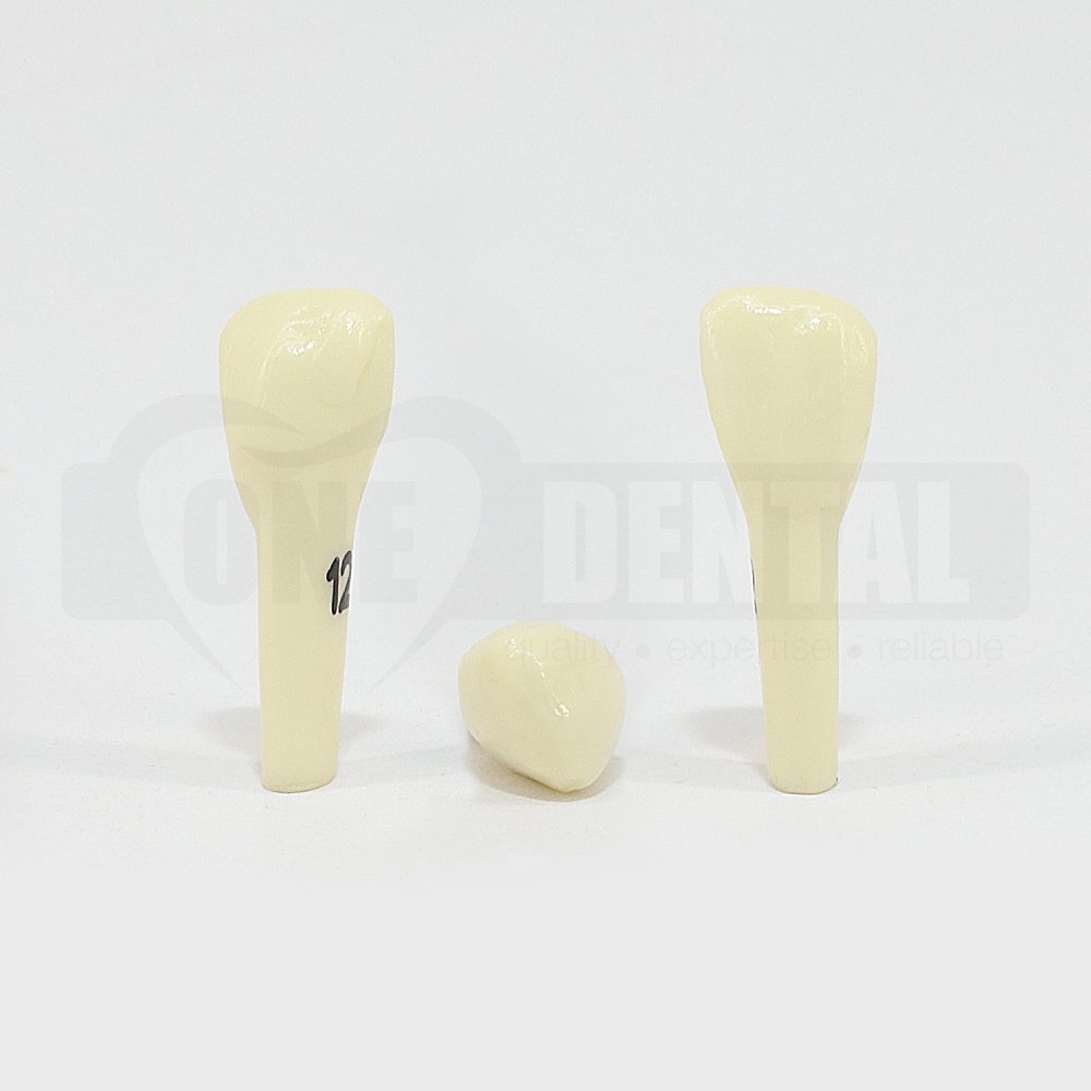 Prep Tooth 12 ET for 2008 Adult Model