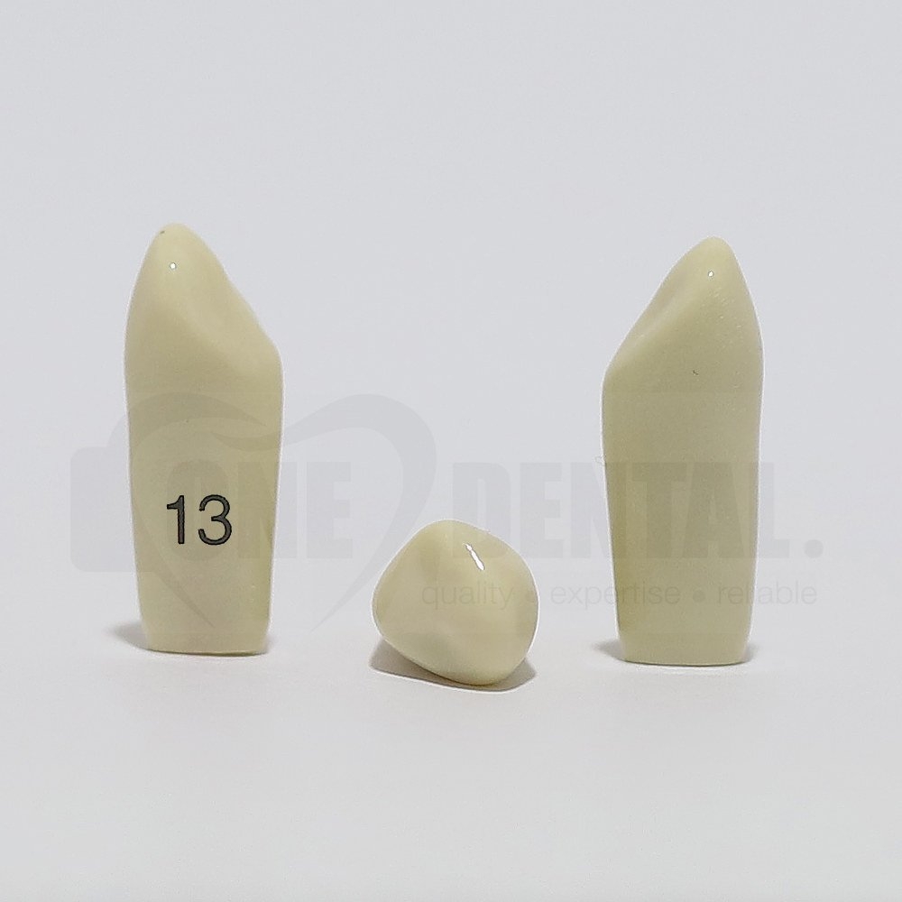 Tooth 13 for 2008 Adult Model