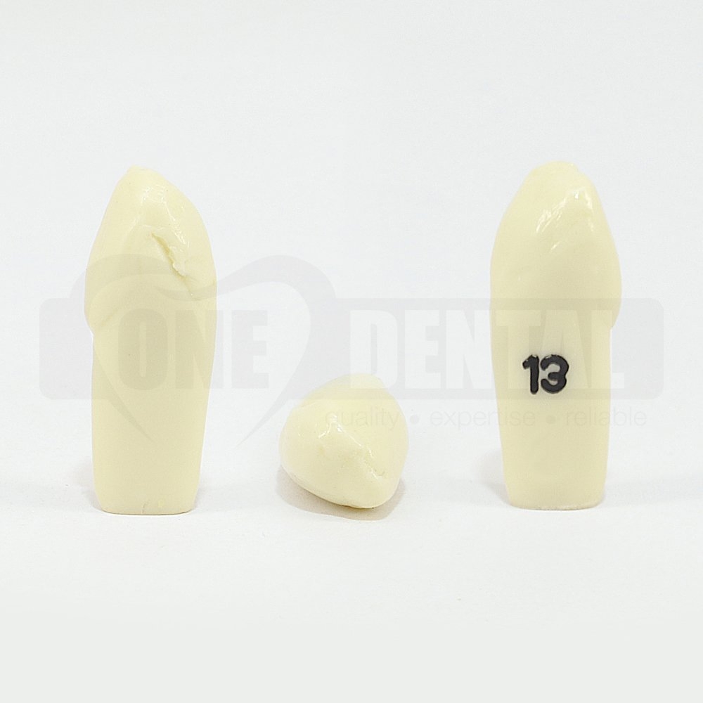 Prep Tooth 13 ET for 2008 Adult Model