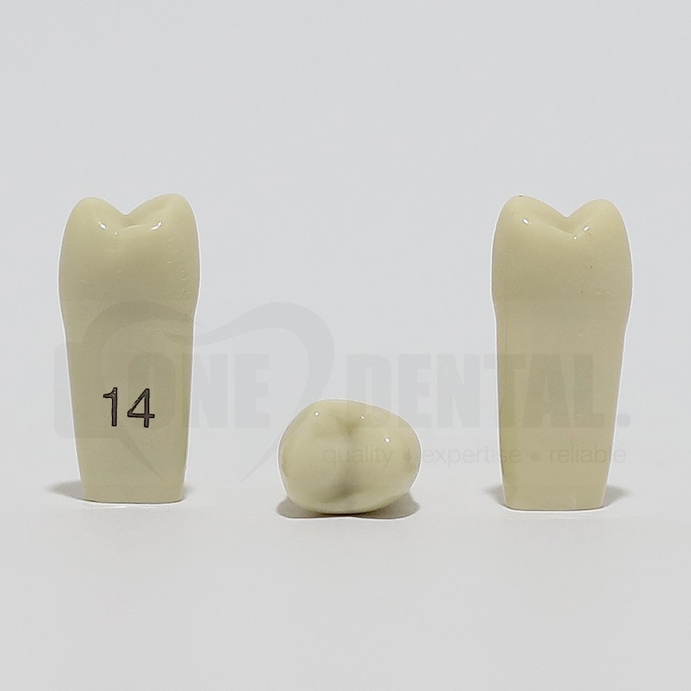 Tooth 14 for 2008 Adult Model