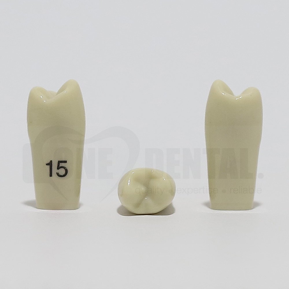 Tooth 15 for 2008 Adult Model
