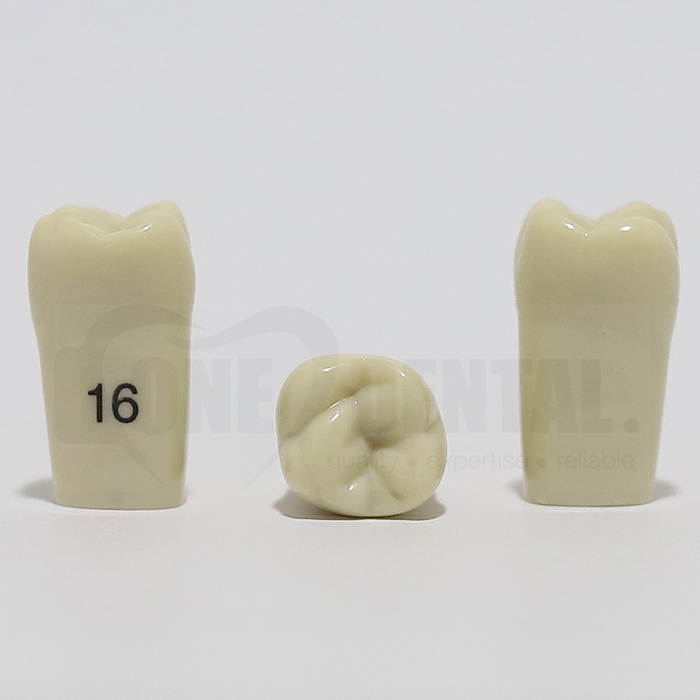 Tooth 16 for 2008 Adult Model
