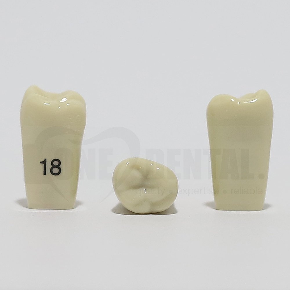 Tooth 18 for 2008 Adult Model