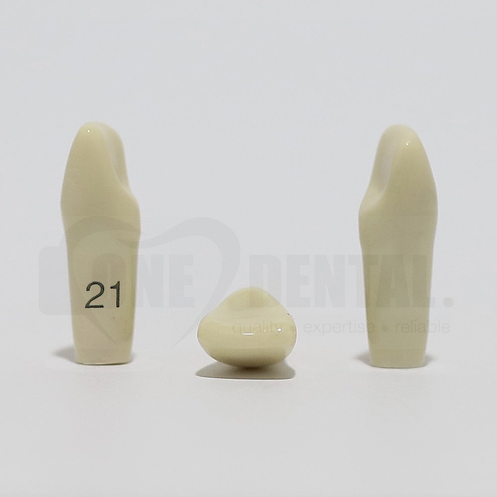 Tooth 21 for 2008 Adult Model