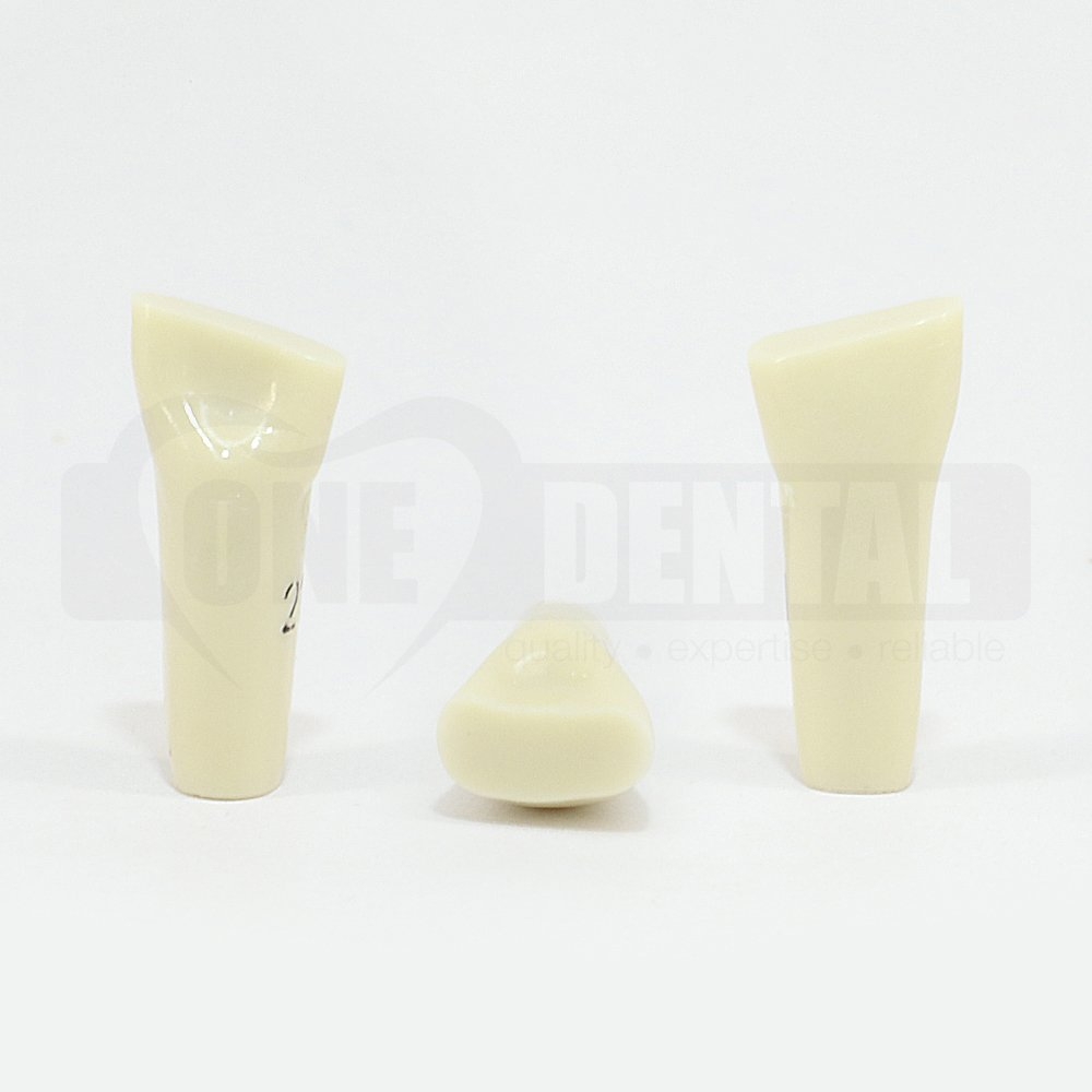 Prep Tooth 21 ET for 2008 Adult Model