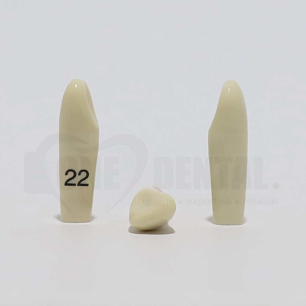 Tooth 22 for 2008 Adult Model