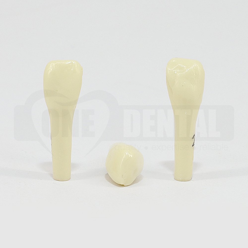 Prep Tooth 22 ET for 2008 Adult Model