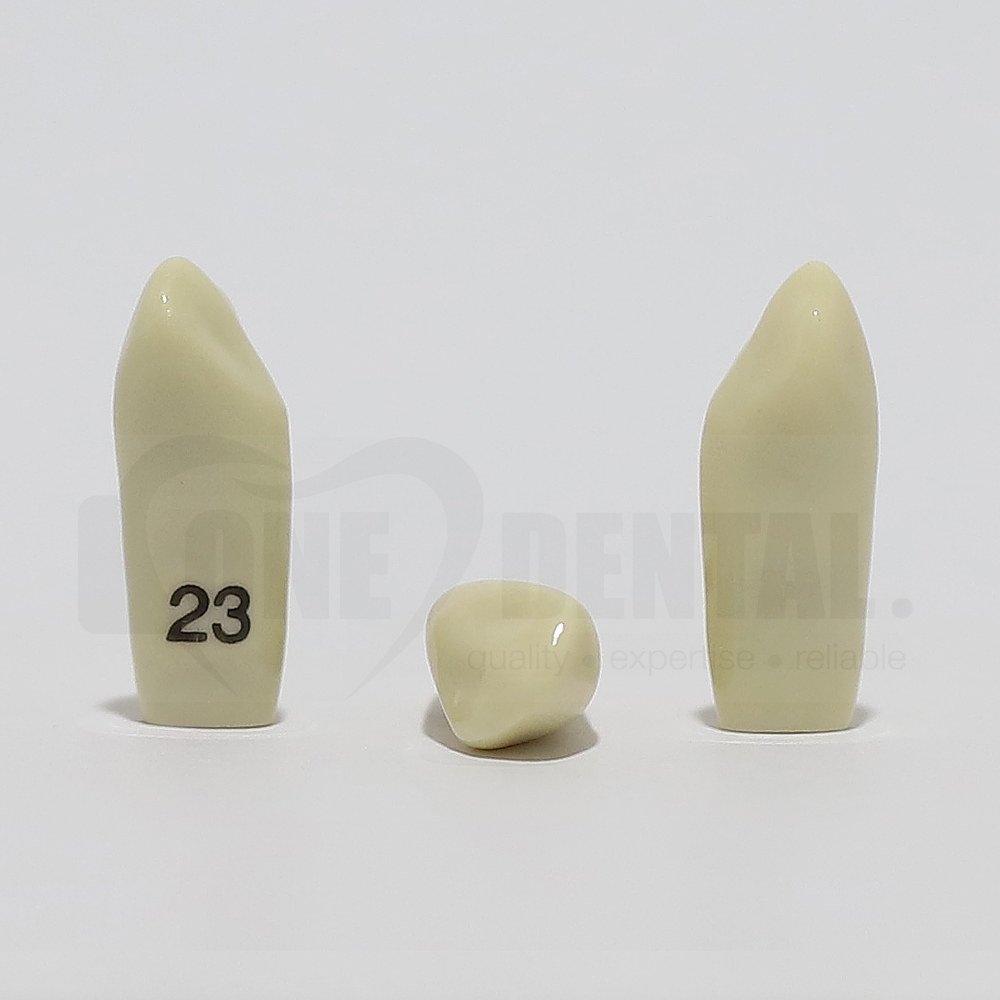 Tooth 23 for 2008 Adult Model