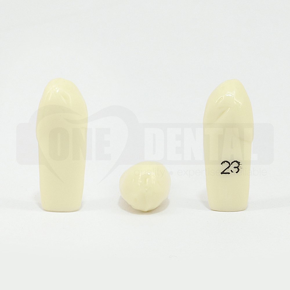 Prep Tooth 23 ET for 2008 Adult Model