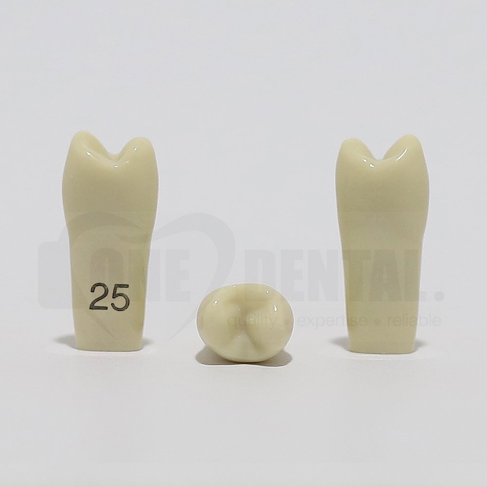Tooth 25 for 2008 Adult Model