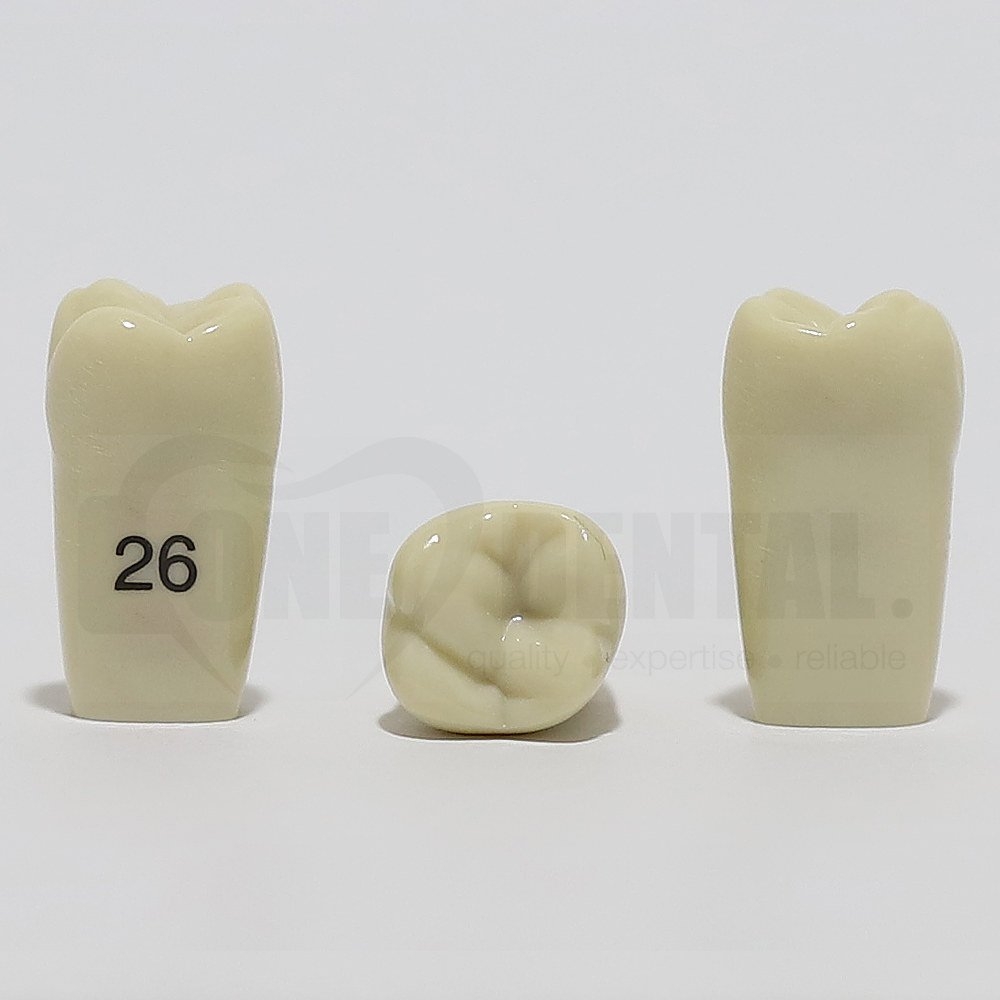 Tooth 26 for 2008 Adult Model