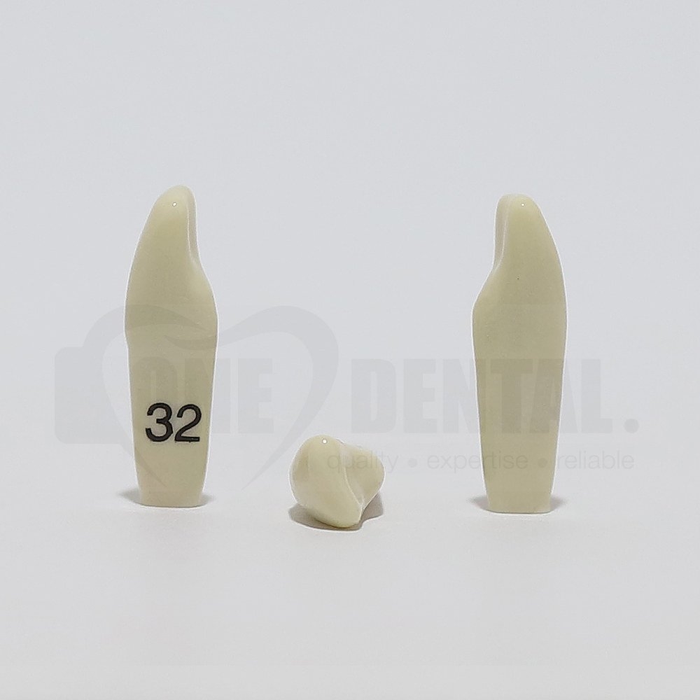 Tooth 32 for 2008 Adult Model