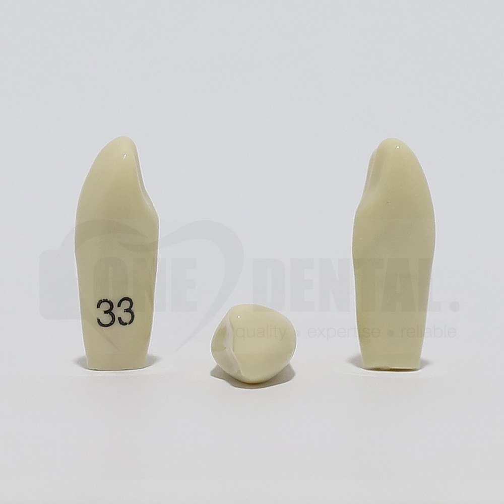 Tooth 33  for 2008 Adult Model