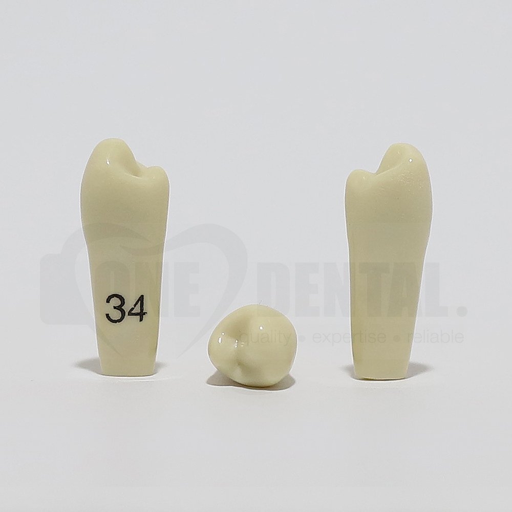 Tooth 34 for 2008 Adult Model