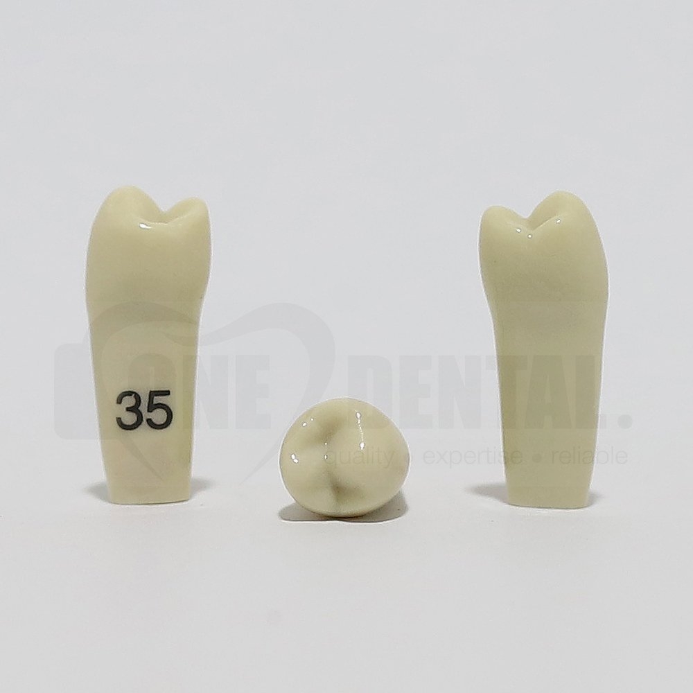 Tooth 35 for 2008 Adult Model