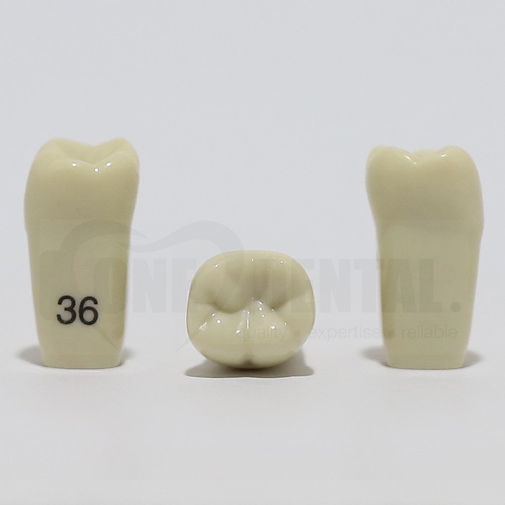Tooth 36 for 2008 Adult Model