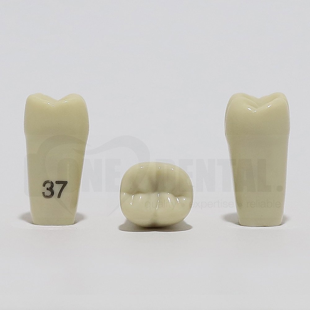 Tooth 37 for 2008 Adult Model