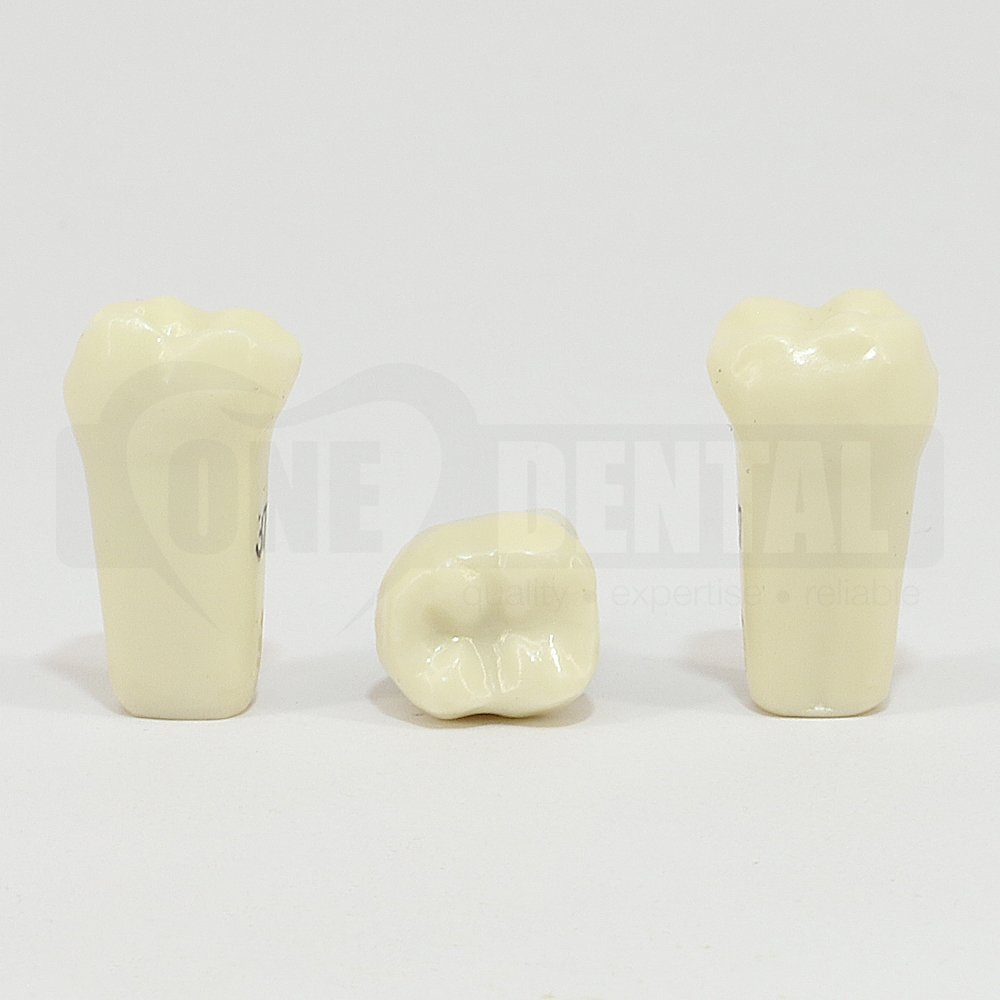 Prep Tooth 37 Tilted PN for 2008 Adult Model