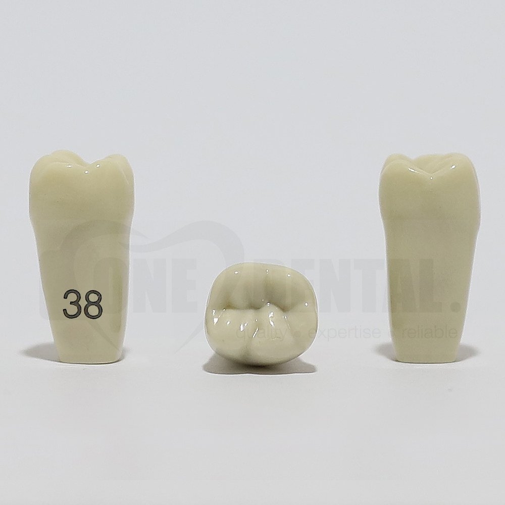 Tooth 38 for 2008 Adult Model
