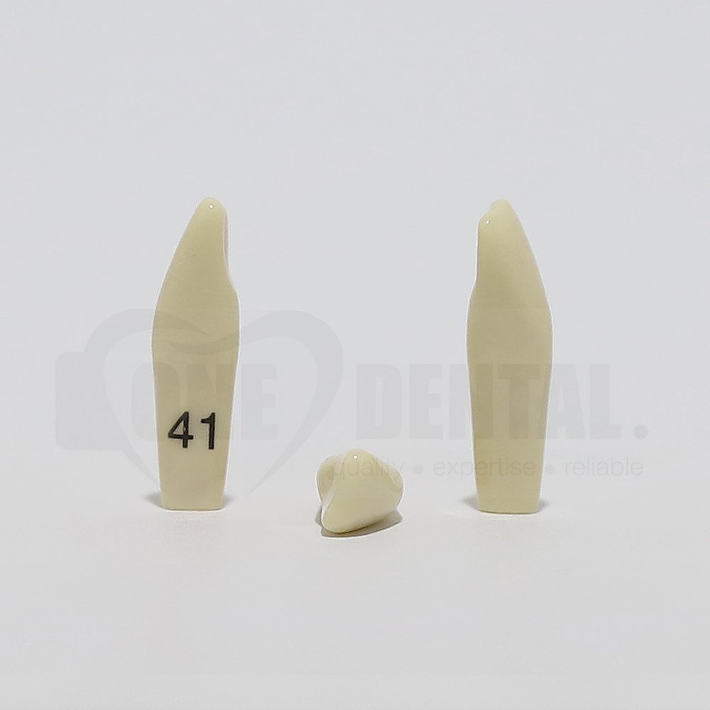 Tooth 41 for 2008 Adult Model