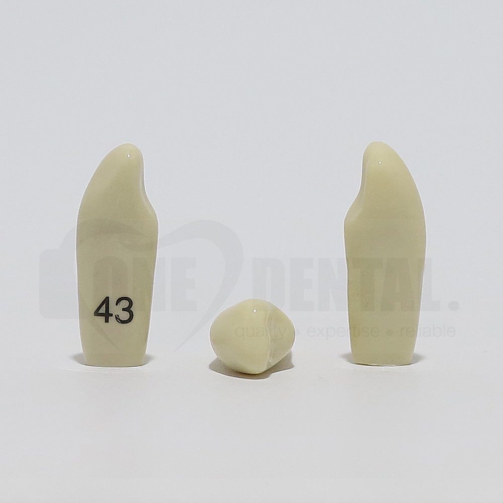 Tooth 43 for 2008 Adult Model