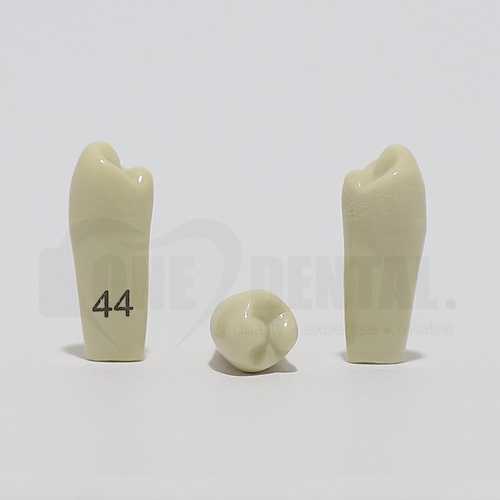 Tooth 44 for 2008 Adult Model