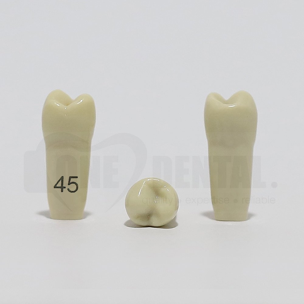 Tooth 45 for 2008 Adult Model