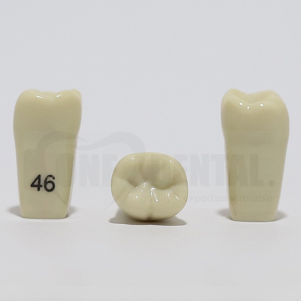 Tooth 46 for 2008 Adult Model